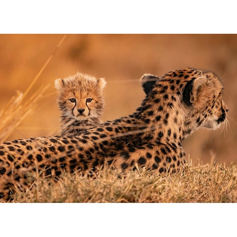 Puzzle JC Pieri – Éléphants 1000 Pcs & Guépards 500 Pcs 3 Puzzle JC Pieri – Éléphants 1000 Pcs & Guépards 500 Pcs – Image 3