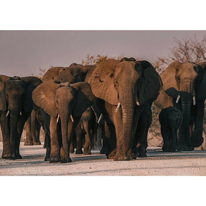 Puzzle JC Pieri – Éléphants 1000 Pcs & Guépards 500 Pcs 4 Puzzle JC Pieri – Éléphants 1000 Pcs & Guépards 500 Pcs – Image 4