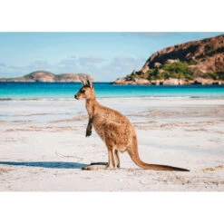 Puzzle Ushuaia – Island Archway 1000 Pcs & Kangourou 500 Pcs -Les Des masKes puzzle ushuaia island archway 1000 pcs kangourou 500 pcs 3